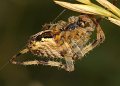 06 gewone kruisspin Araneus diadematus f Stalberg De Hamert_resize